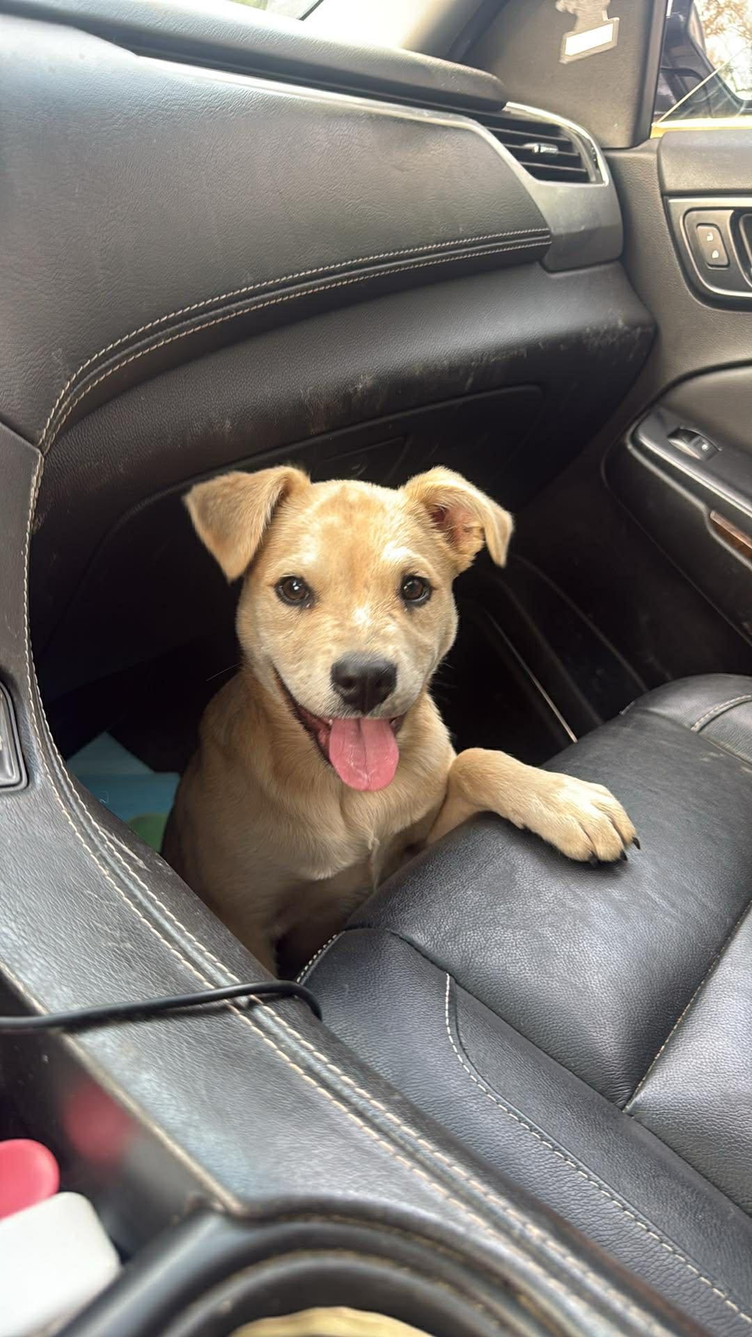 A happy rescued puppy smiling from the back seat of a car